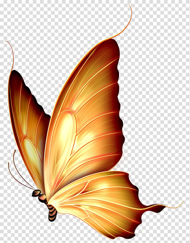 Butterfly Insect , red background transparent background PNG clipart