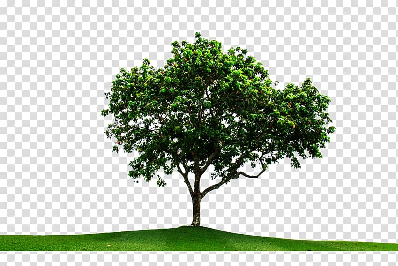 Tree, Eucalyptus and grassland material transparent background PNG clipart