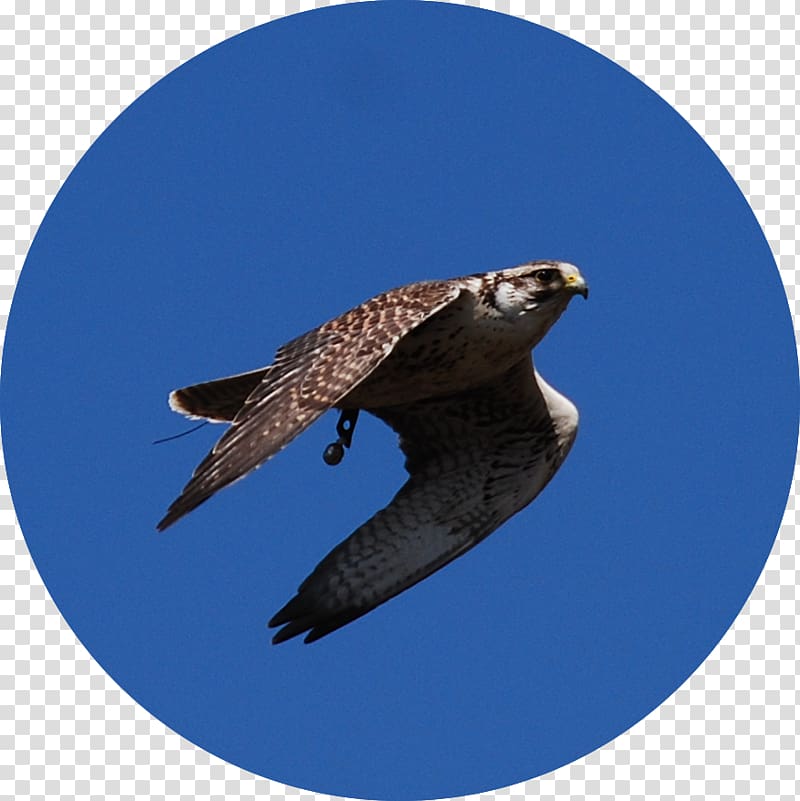 Hawk Buzzard Eagle Fauna Beak, eagle transparent background PNG clipart