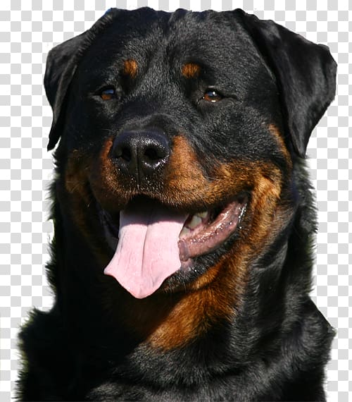 Rottweiler Puppy Greeting & Note Cards Birthday Christmas card, puppy transparent background PNG clipart