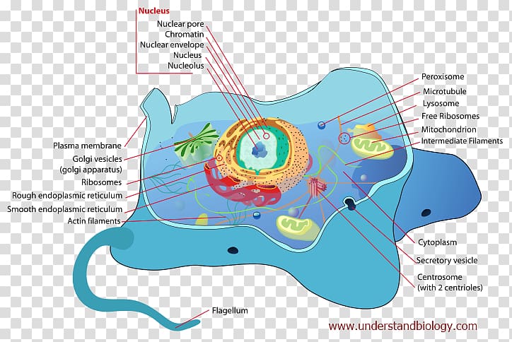 Cell membrane Biology Eukaryote Cellular respiration, Unicellular Organism transparent background PNG clipart