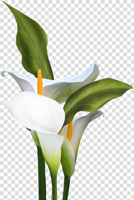 Bog arum Cut flowers , flower transparent background PNG clipart