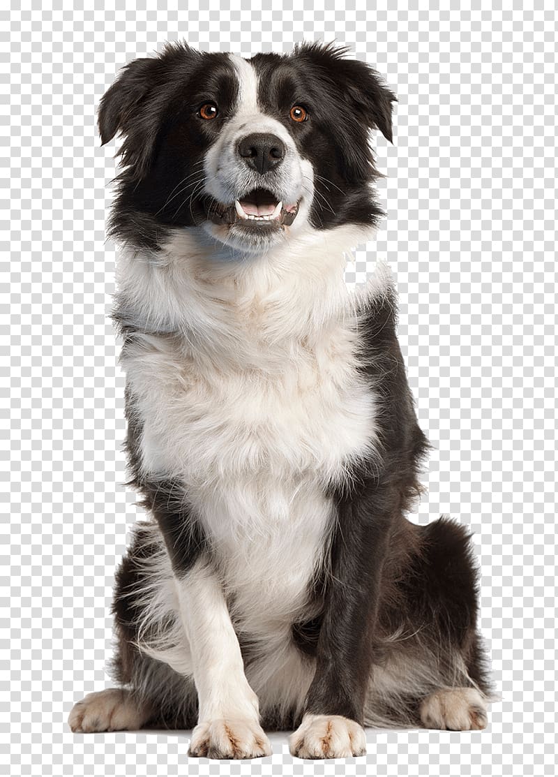 adult black and white border collie, Border Collie Golden Retriever Pet sitting, dogs transparent background PNG clipart