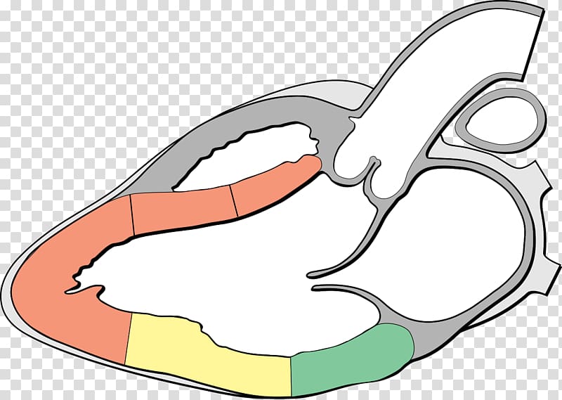 Mitral valve prolapse Line art Cartoon , design transparent background PNG clipart