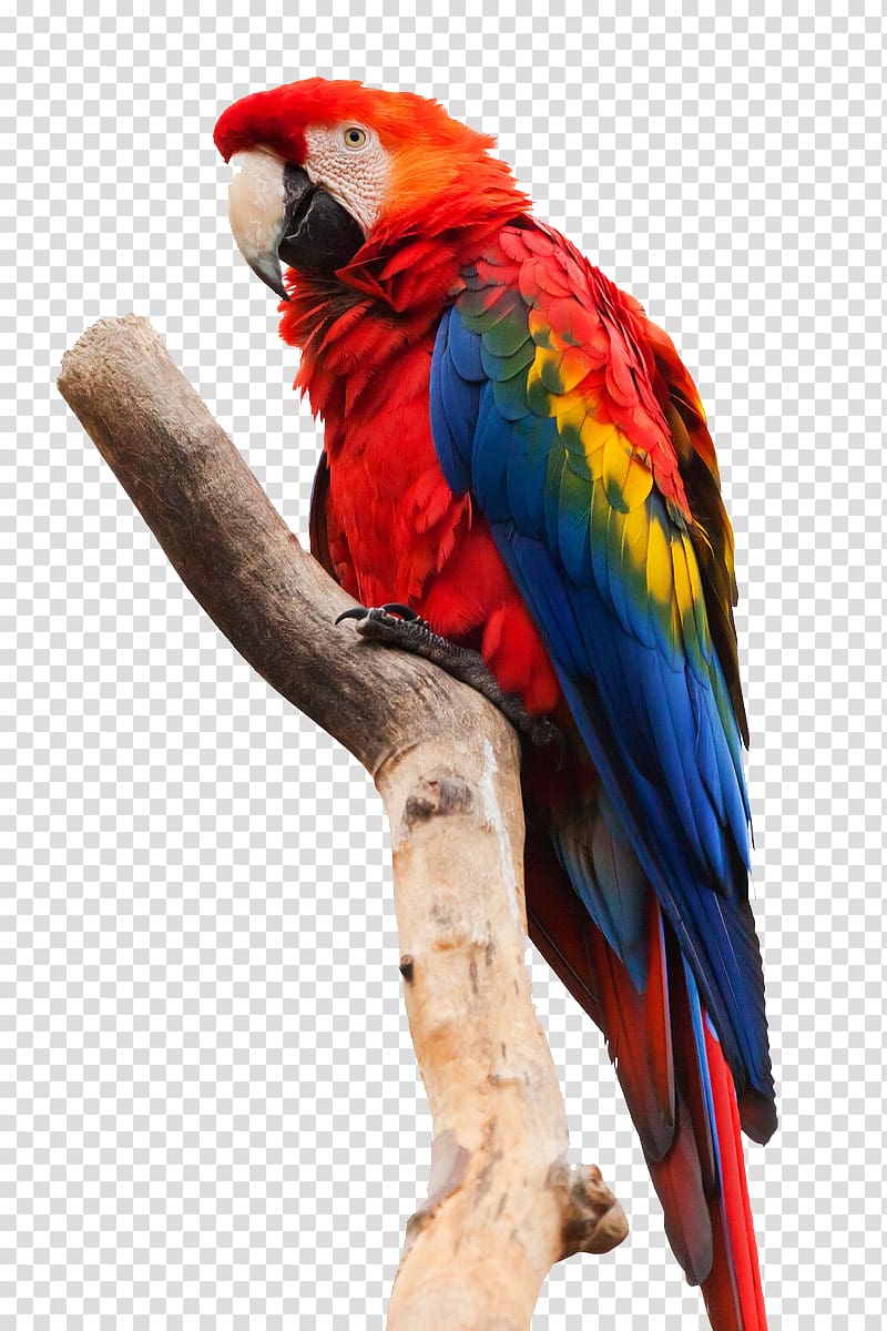 colored parrot transparent background PNG clipart