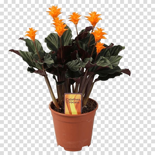 Houseplant Eternal flame Calatheas Flowerpot, plant transparent background PNG clipart