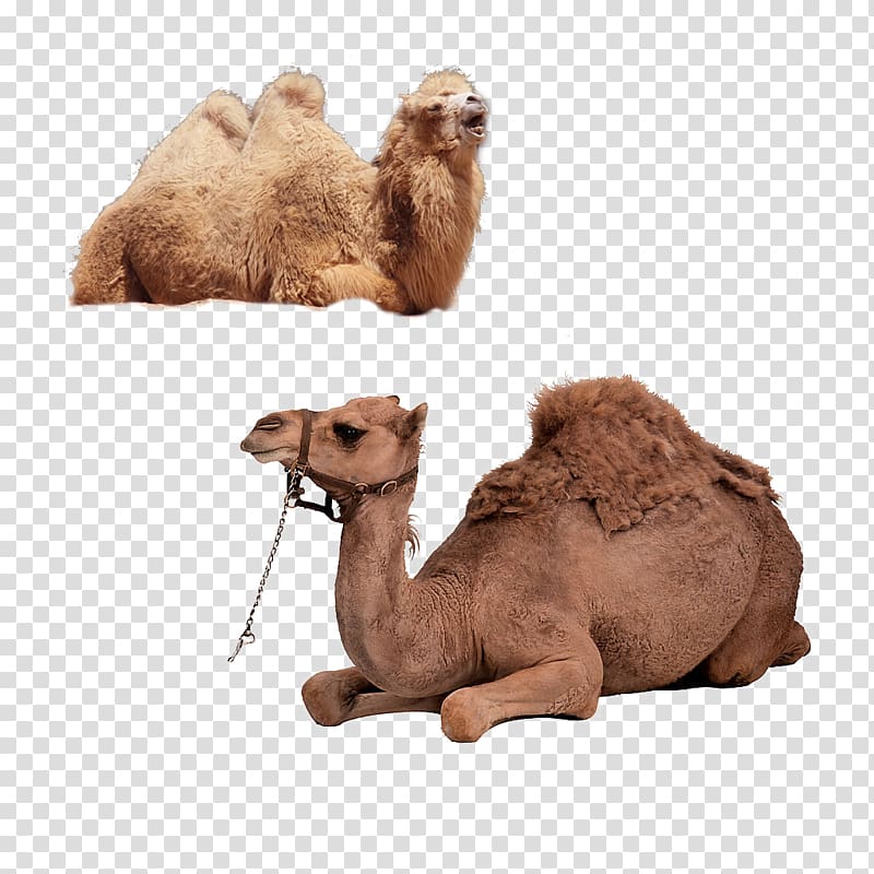 Bactrian camel Dromedary Horse, camel transparent background PNG clipart