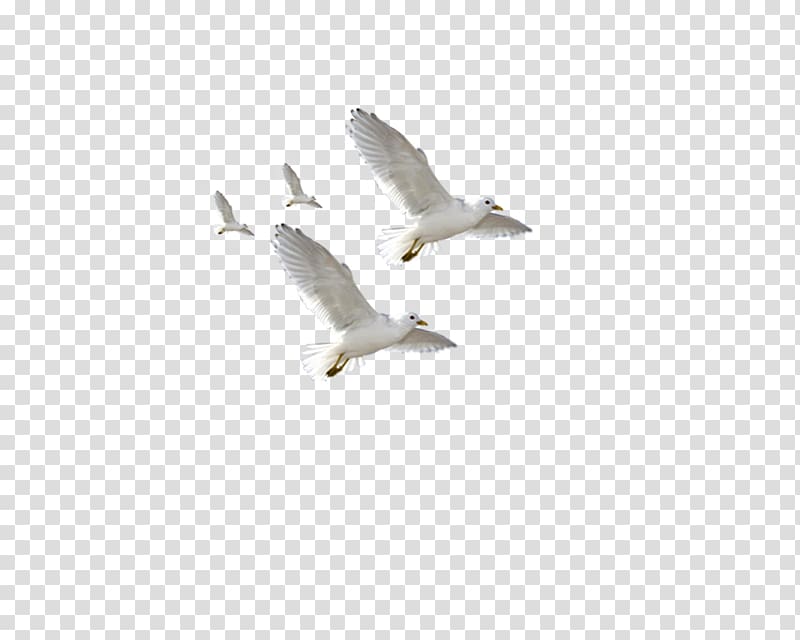European Herring Gull Common gull Flight Bird, Flying seagulls transparent background PNG clipart