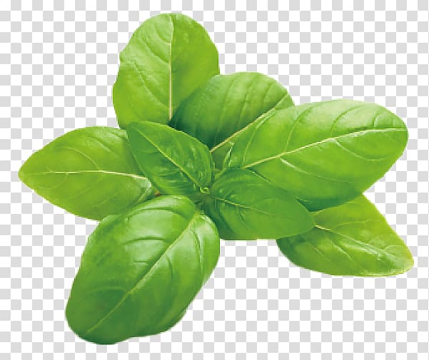 basil leaf, Italian cuisine Basil Herb Leaf vegetable Mozzarella, basil transparent background PNG clipart