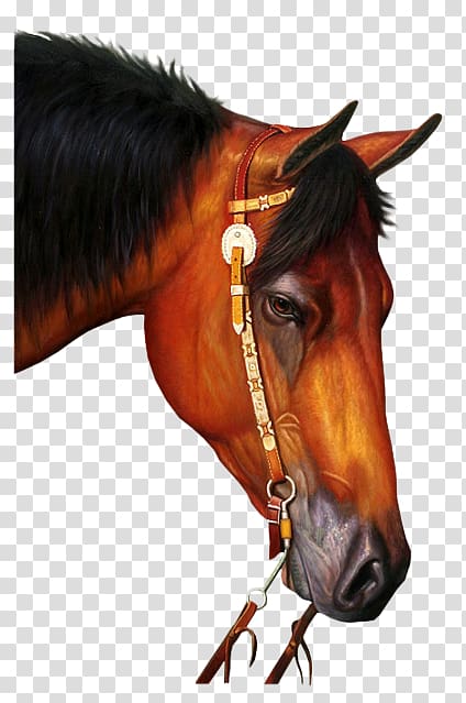Arabian horse Gallop Filtre Endurance riding, others transparent background PNG clipart