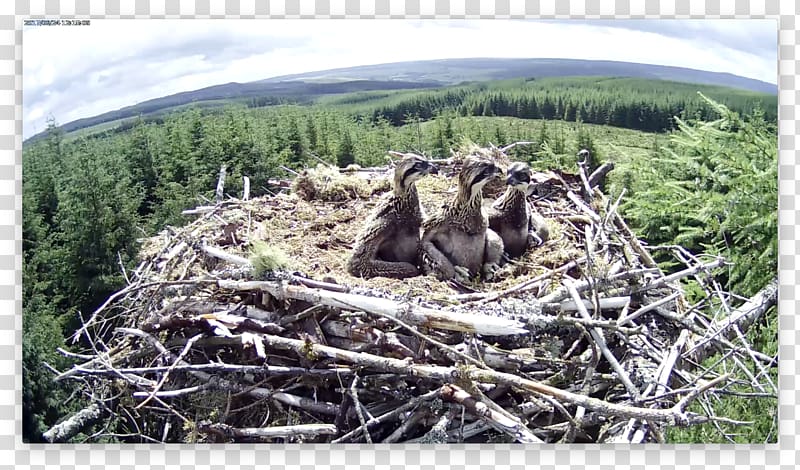 Kielder, Northumberland Ancroft Bird Acomb Newcastle upon Tyne, Thatched Nest transparent background PNG clipart