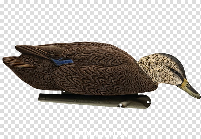 Mallard Duck decoy American black duck, Duck Decoy transparent background PNG clipart