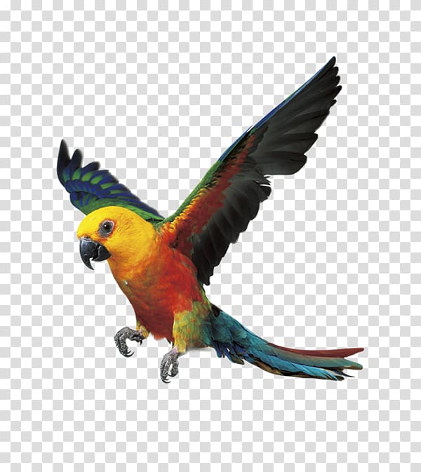 Flying Parrot Bird Digital Video Recorders, parrot transparent background PNG clipart