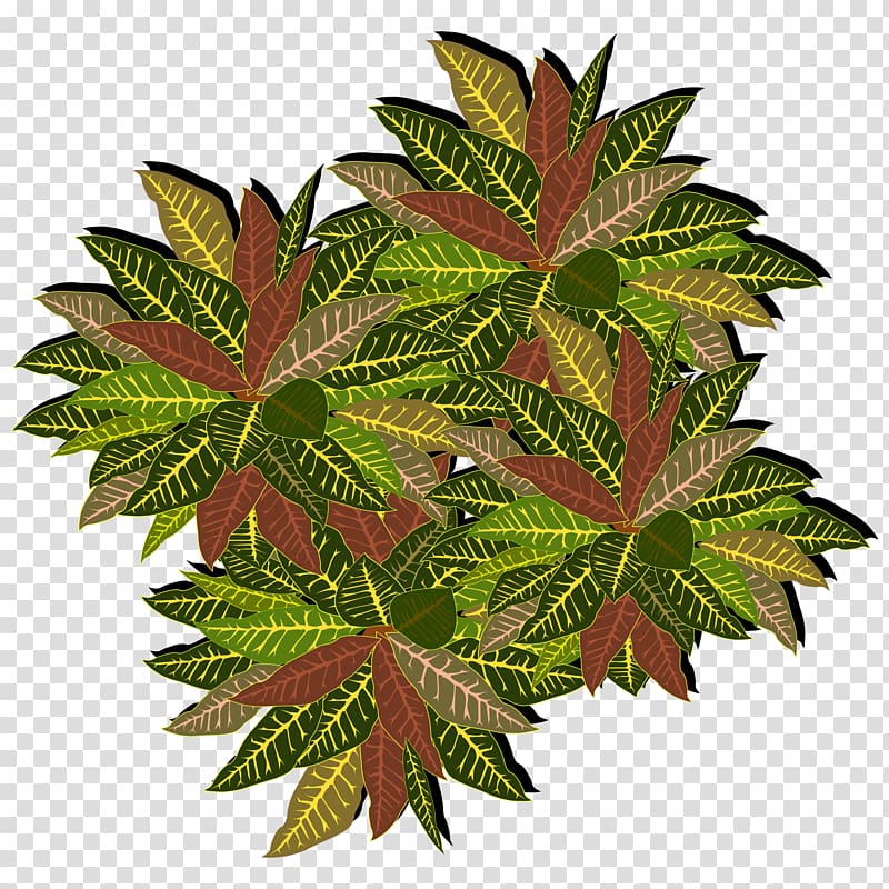 green crotons plant illustration, Tree , tree top view transparent background PNG clipart