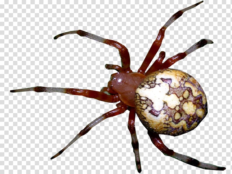 European garden spider Widow spiders Animal Arthropod, spider transparent background PNG clipart