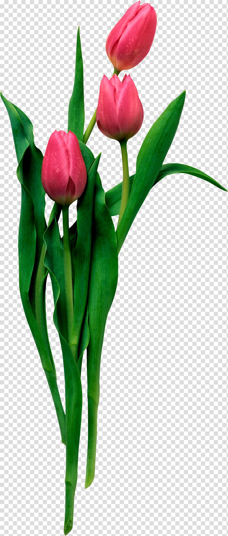 Desktop Tulip Animation, tulip transparent background PNG clipart