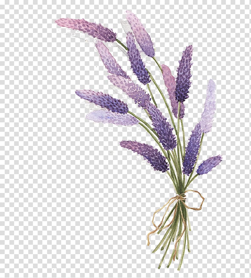 Free download | Lavender Drawing, lavender, purple petaled flowers