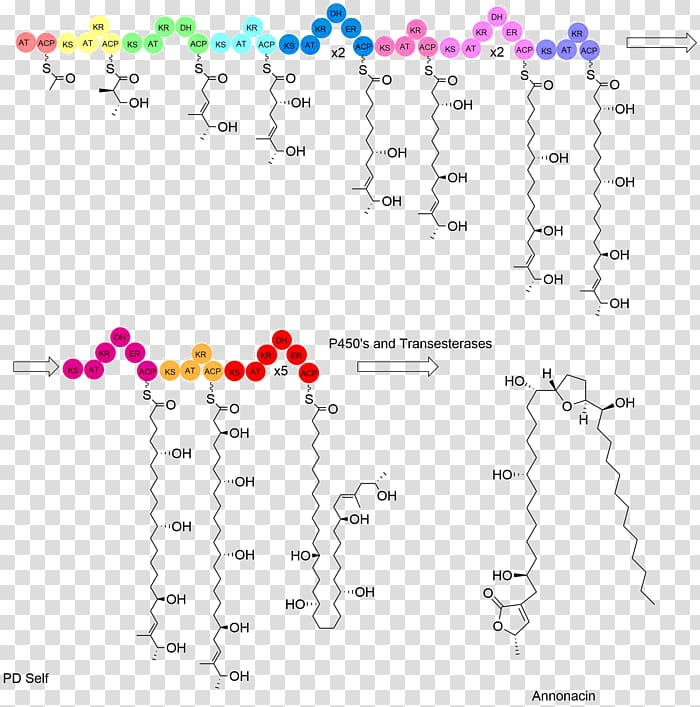 Acetogenin Biosynthesis Annonacin Polyketide synthase, Transferase transparent background PNG clipart