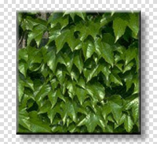 Ivy Parthenocissus tricuspidata Virginia creeper Vine Wall, others transparent background PNG clipart