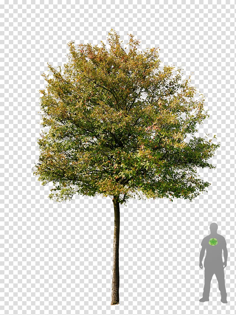 green tree, Tree Acer campestre Amelanchier lamarckii Plant Amelanchier arborea, layout transparent background PNG clipart