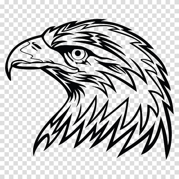 Bald Eagle Drawing , hand-painted owl transparent background PNG clipart