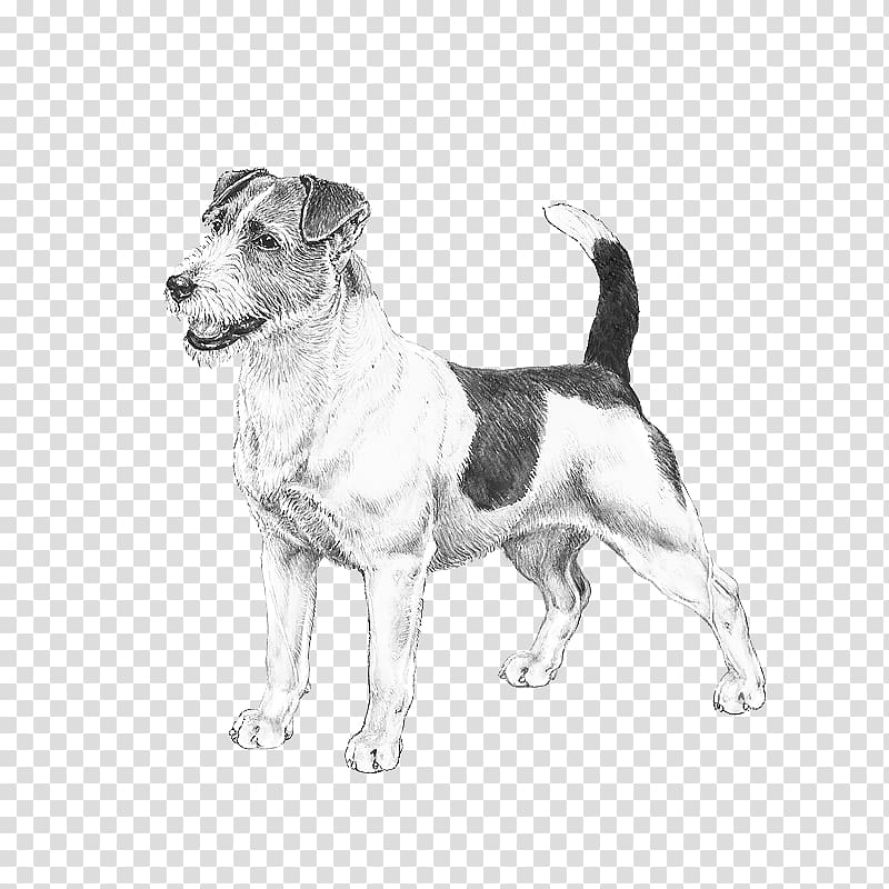 Dog breed Jack Russell Terrier Puppy American Staffordshire Terrier Bergamasco shepherd, puppy transparent background PNG clipart