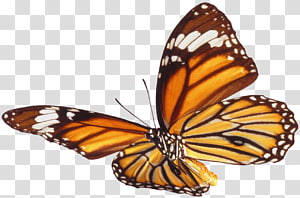 Butterfly Desktop , butterfly transparent background PNG clipart thumbnail