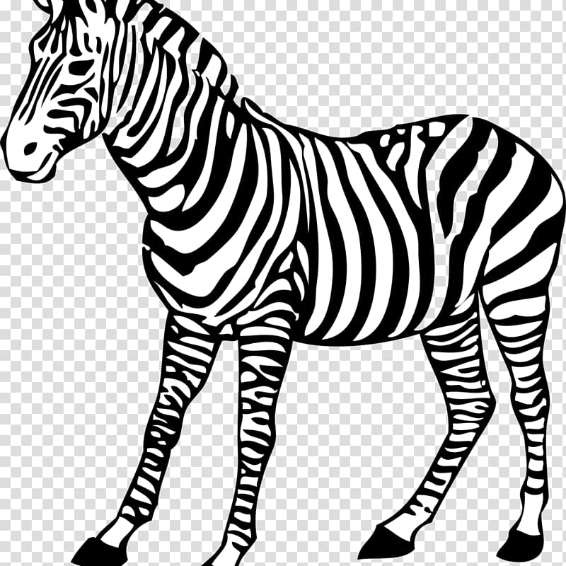 Coloring book Colouring Pages Baby Zebra Drawing, zebra transparent background PNG clipart