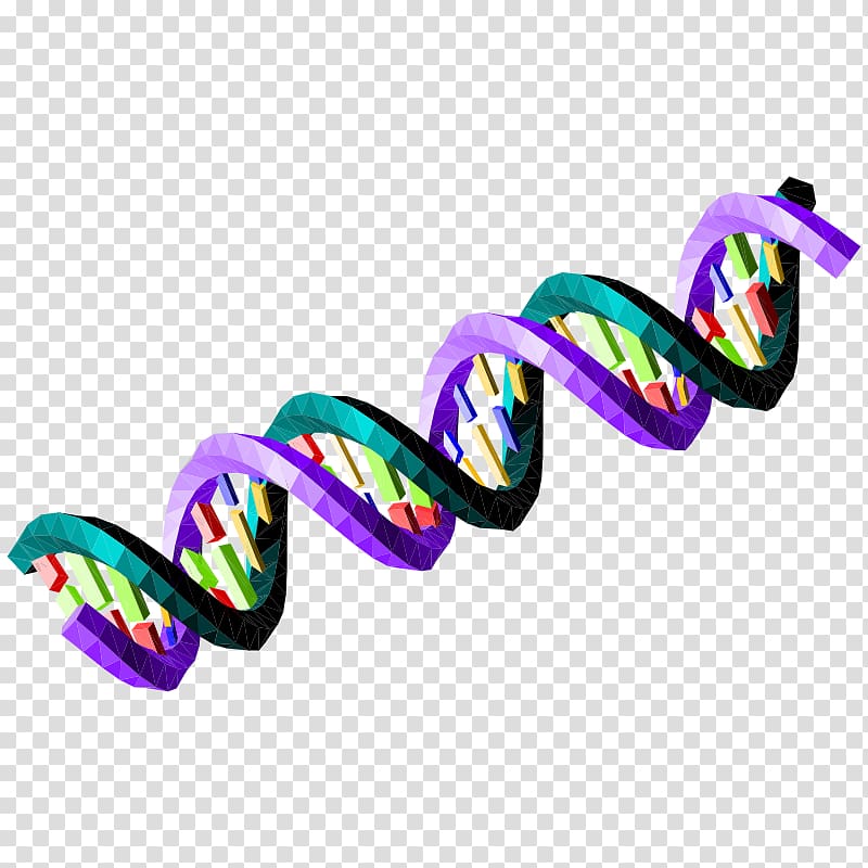 Nucleic acid sequence DNA Bioinformatics Green , Double Helix transparent background PNG clipart