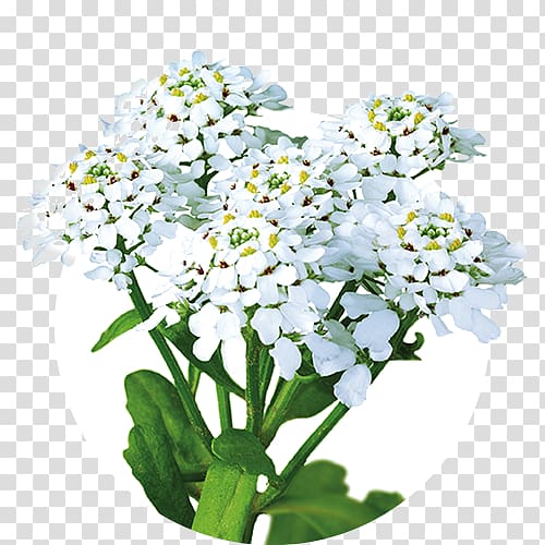 Annual Candytuft Iberogast Therapy Pharmaceutical drug Health, health transparent background PNG clipart