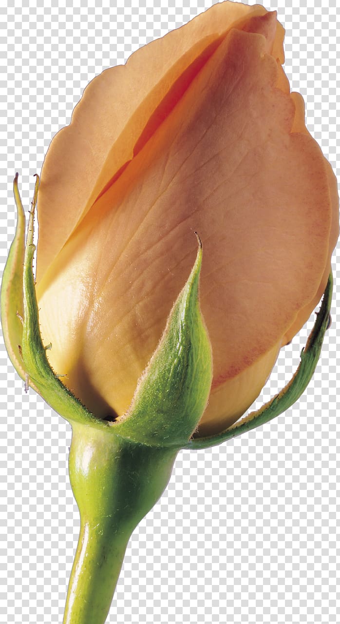 Garden roses Bud Plant stem Petal Close-up, rose transparent background PNG clipart