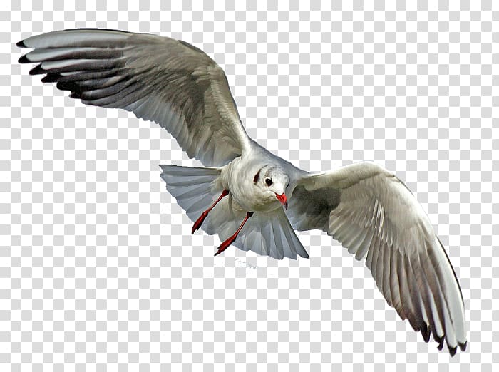 Gulls Bird Portable Network Graphics Transparency, Bird transparent background PNG clipart