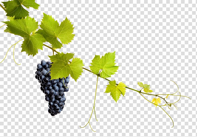Common Grape Vine Grape leaves Wine, grape transparent background PNG clipart