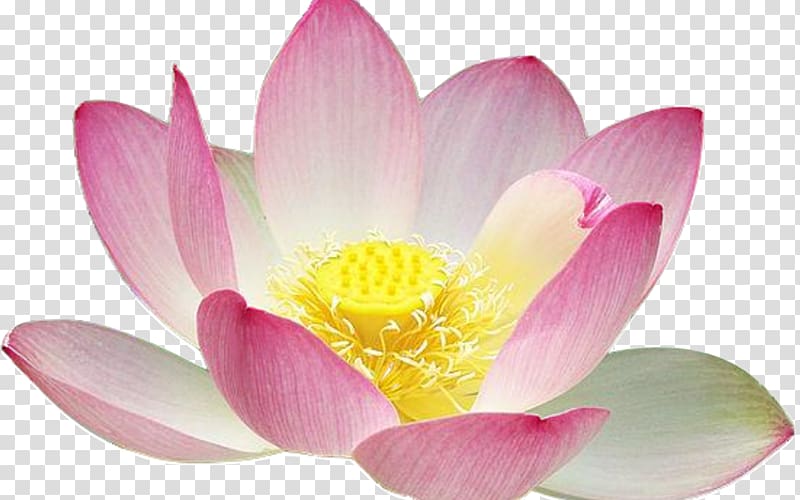 Sacred Lotus Water lilies Lotus seed Yellow lotus , water lilies transparent background PNG clipart