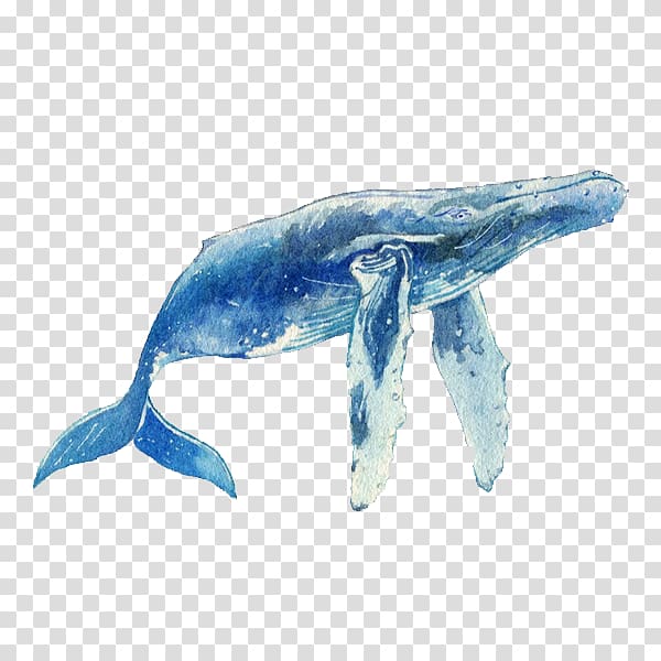 Dolphin Porpoise Marine biology Fauna Cetacea, dolphin transparent background PNG clipart