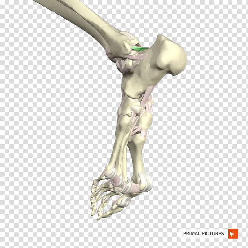 Posterior talofibular ligament Ankle Joint Anterior talofibular ligament, ligament transparent background PNG clipart