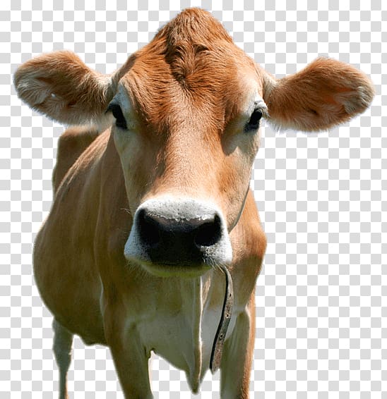brown cow art, Jersey cattle Holstein Friesian cattle Brown Swiss cattle Calf Milk, cow transparent background PNG clipart