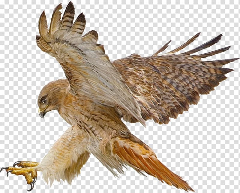 Red-tailed hawk Drawing, Indian eagle transparent background PNG clipart