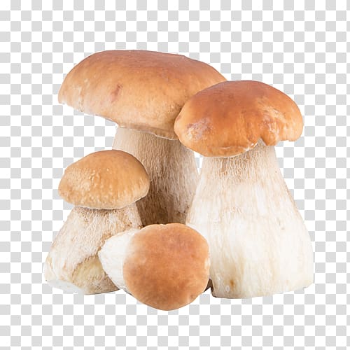 Vallondo Pleurotus eryngii Boletus edulis Penny Bun Edible mushroom, mushroom transparent background PNG clipart