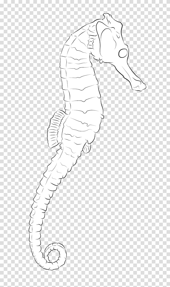 Seahorse Line art Pipefishes and allies Drawing /m/02csf, sea horse transparent background PNG clipart