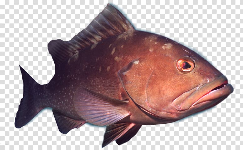 Northern red snapper Crabby Charters Ft Myers Deep Sea Fishing Fort Myers Shark Recreational boat fishing, shark transparent background PNG clipart