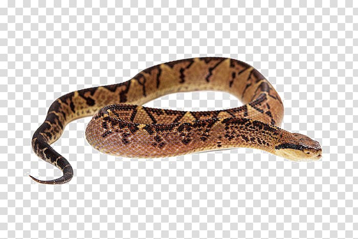 Snake Vipers Crotalus pricei Venom, snake transparent background PNG clipart