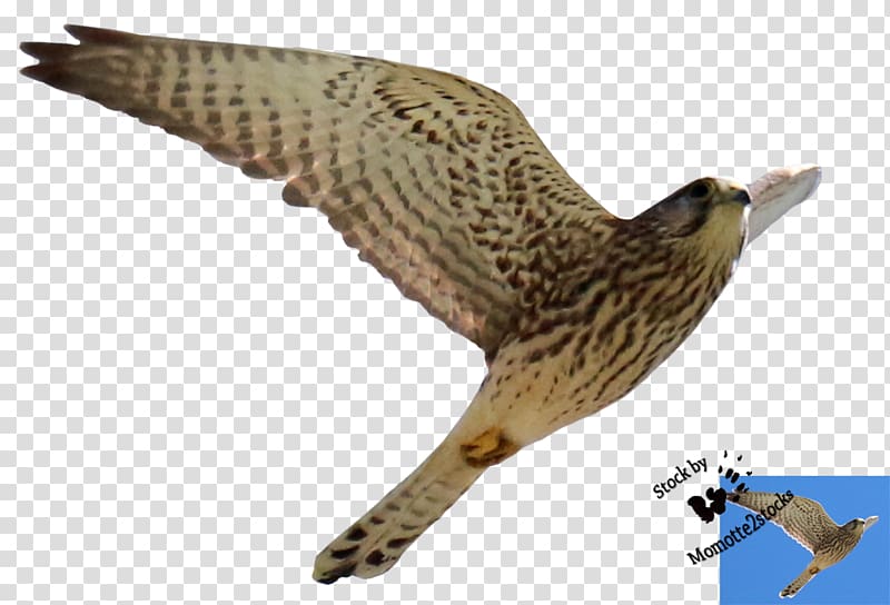 Bird of prey Hawk Buzzard Accipitriformes, cut out transparent background PNG clipart