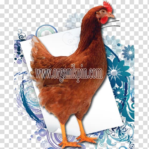 Rooster Rhode Island Red Leghorn chicken Malay chicken Breed, Rhode Island Red transparent background PNG clipart