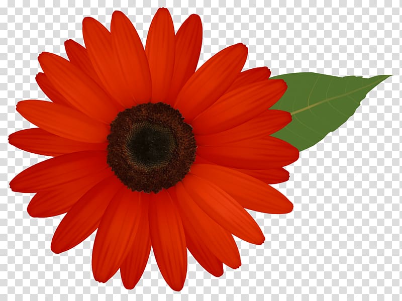 red daisy flower painting , Kolkata 2018 Toyota Camry Certification Course Mechanic, Red Gerber transparent background PNG clipart