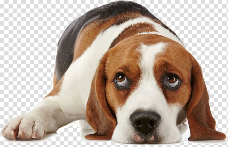 What is My Dog Thinking? Beagle Puppy Pet Dog training, puppy transparent background PNG clipart