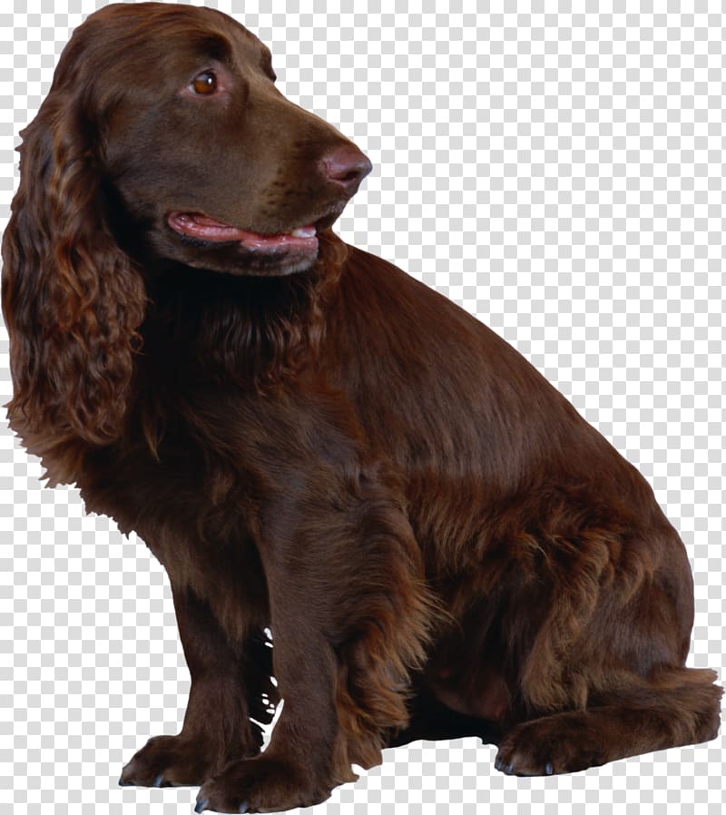 Field Spaniel Boykin Spaniel English Cocker Spaniel American Water Spaniel Sussex Spaniel, Brown dog transparent background PNG clipart