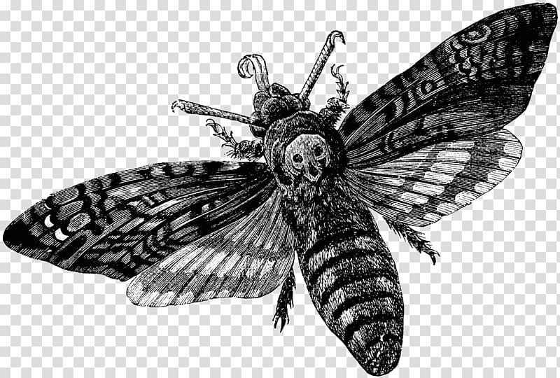 Death\'s-head hawkmoth Sphingidae, gem printing transparent background PNG clipart