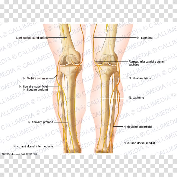 Thumb Human leg Knee Saphenous nerve, Common Intermediate Format transparent background PNG clipart