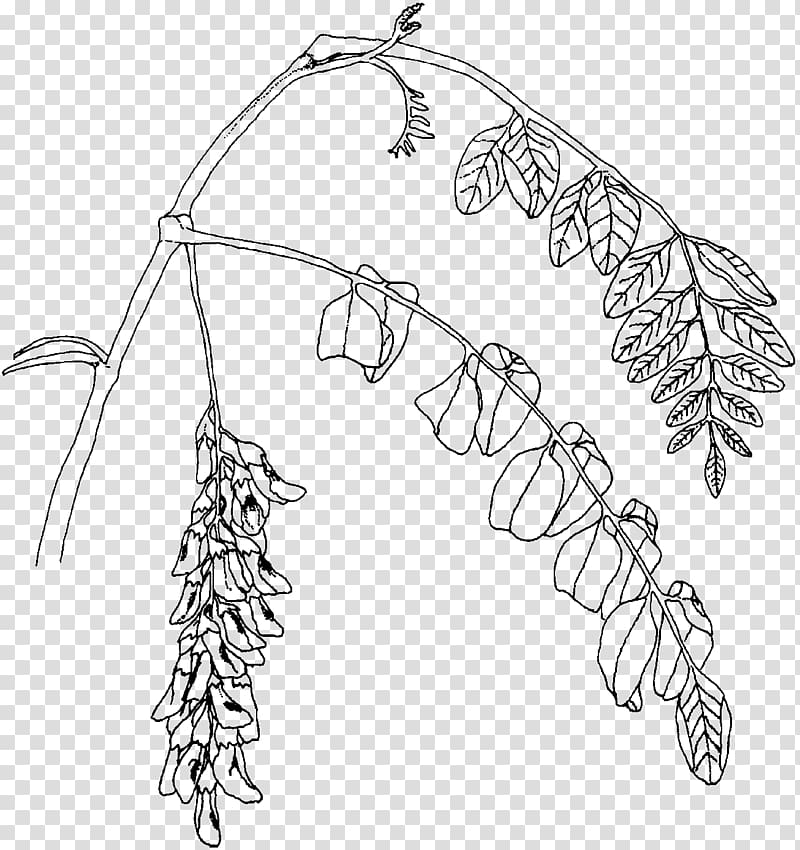 Twig Plant stem Leaf Line art, Black Locust transparent background PNG clipart